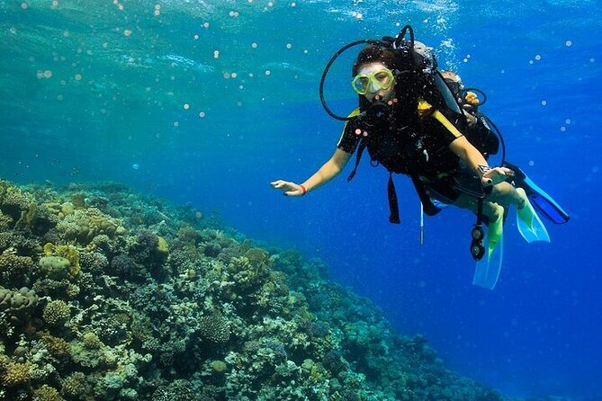 2 Dive Stops Intro Scuba Diving With Lunch & Transfer - Hurghada - The second stop and the reward of trying again