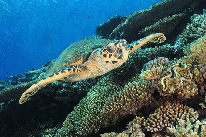 2 Dive Stops Intro Scuba Diving With Lunch & Transfer - Hurghada - Practical details that affect your day