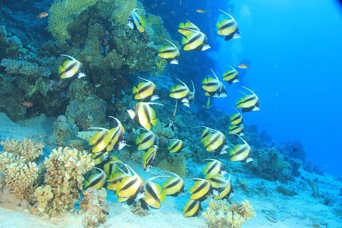 2 Dive Stops Intro Scuba Diving With Lunch & Transfer - Hurghada - The first underwater session: getting comfortable
