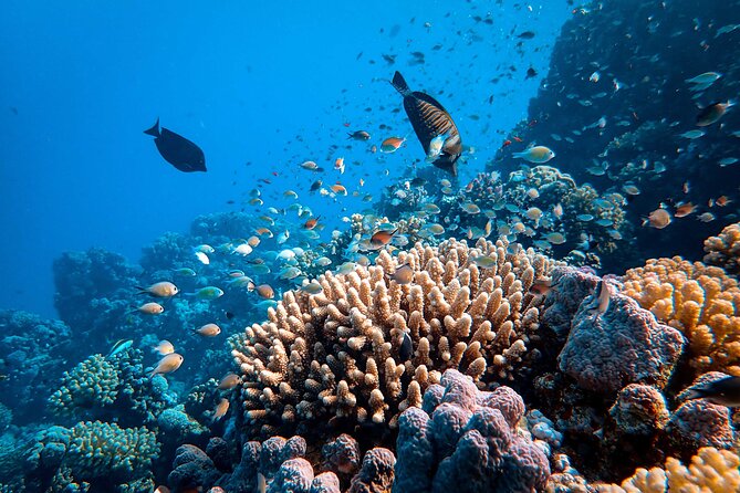 Abu Dabbab Beach Full Day Trip with Turtles - Why Abu Dabbab is worth the drive from Marsa Alam