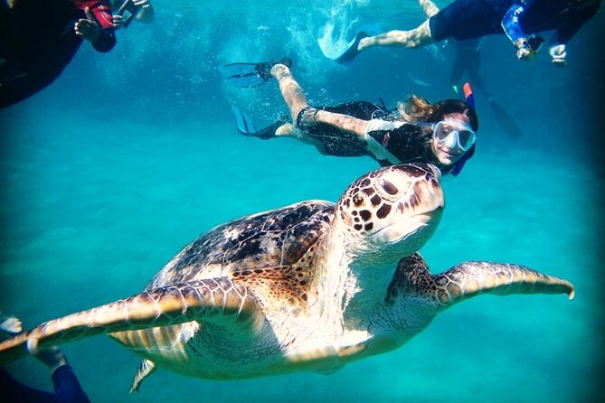 Abu Dabbab Beach Full Day Trip with Turtles - The 11:30 am coral-reef session