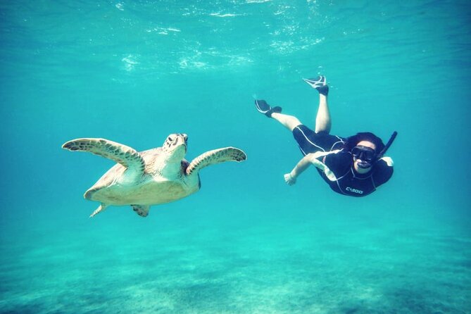 Abu Dabbab Beach Full Day Trip with Turtles - Is $65 a fair price?