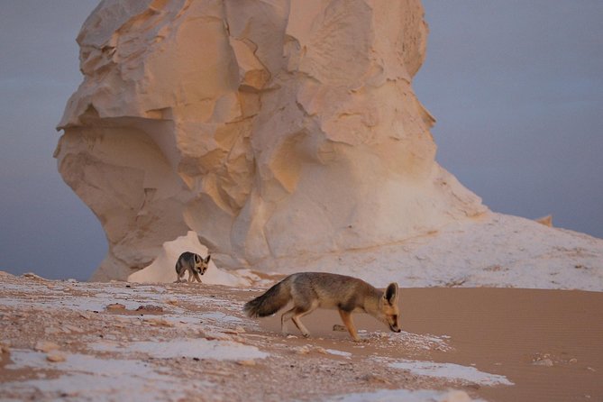 Black and White Desert and Bahariya Oasis Tour 2 Days 1 Night - Cairo to Bahariya Oasis: a long but worthwhile first leg