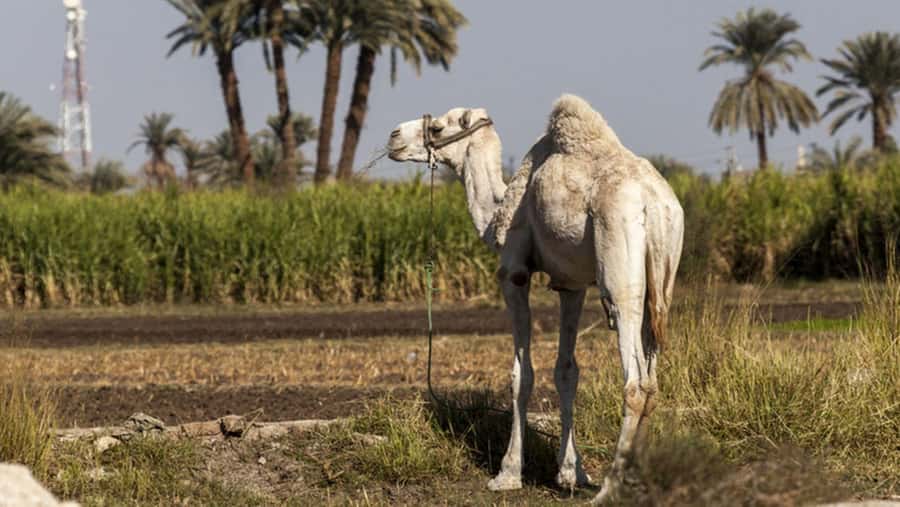 Cairo: Fayoum, Wadi El Rayan, and Wadi al Hitan 4x4 Tour - Wadi al Hitan and the Valley of the Whales