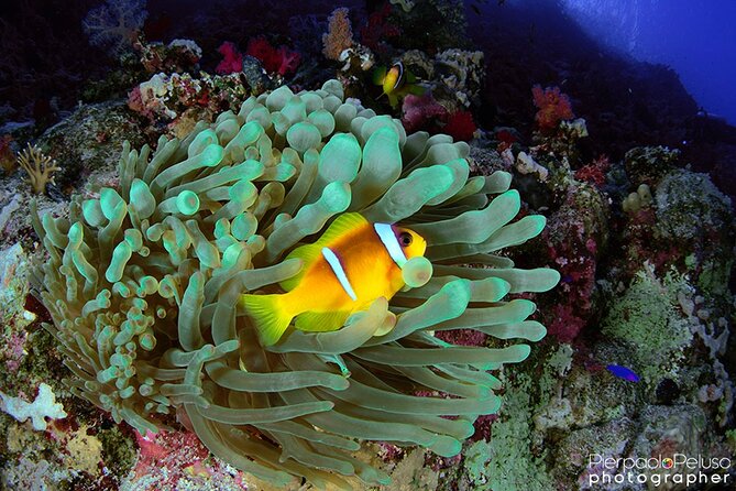 Discover Scuba Diving Sharm El Sheikh - Your first underwater morning in Sharm el Sheikh