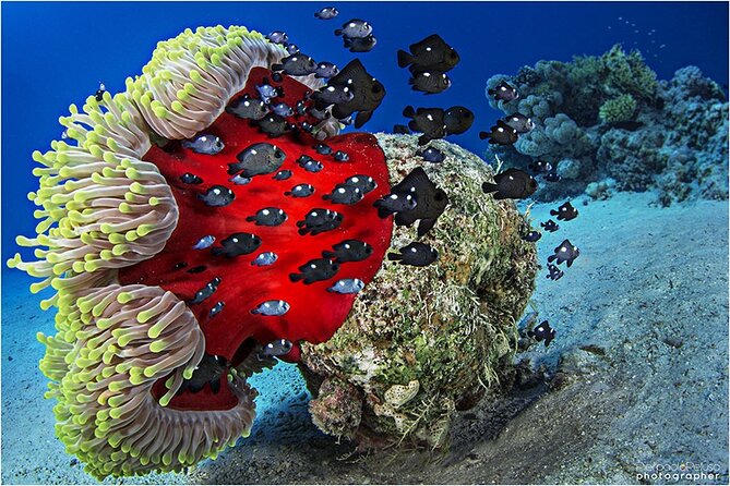 Discover Scuba Diving Sharm El Sheikh - Ras Mohamed and White Island: what the location adds