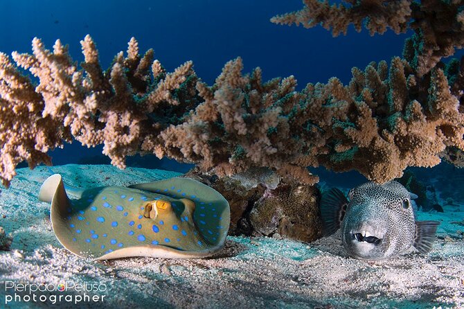 Discover Scuba Diving Sharm El Sheikh - Equipment, food, and what the $80 covers