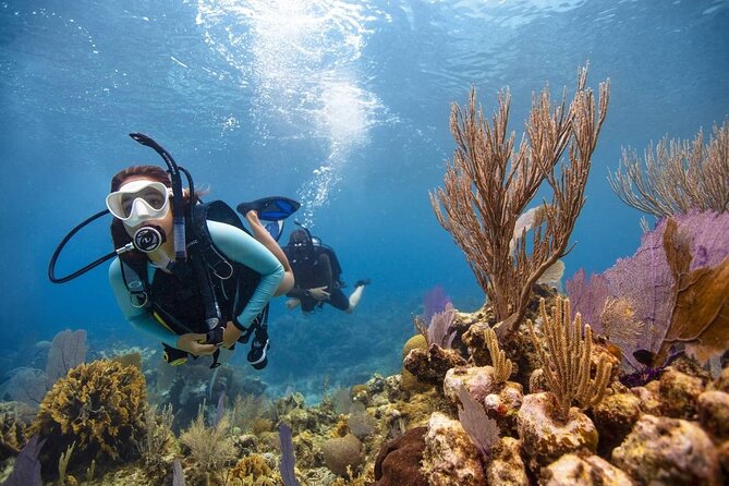 Diving And Snorkeling To Ras Mohamed And White Island By VIP Boat - How the $50 price works for you