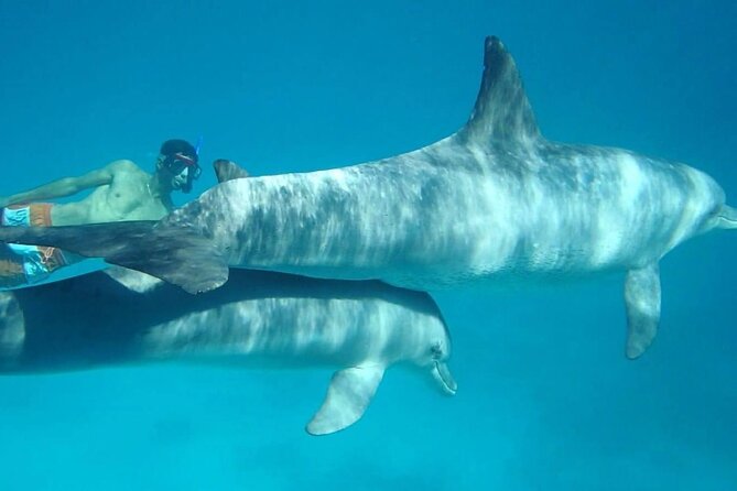Dolphin house - Booking details that affect your decision