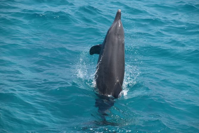 Dolphin House and Banana Boat Fun from Hurghada - What the $45 price really covers