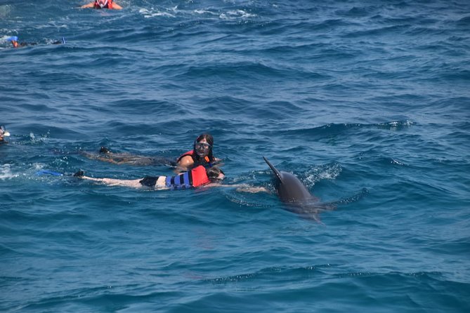 Dolphin House and Banana Boat Fun from Hurghada - Swimming near the dolphins