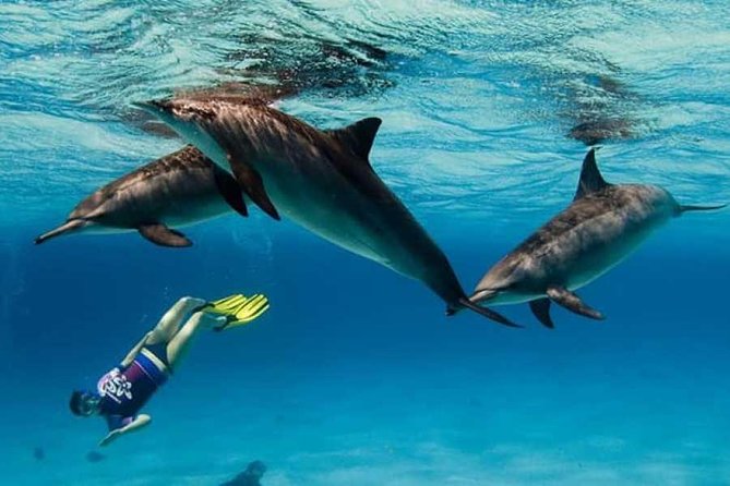 Dolphin House By Private Speed Boat & Drinks & Transfer-Hurghada - What the Four Hours Really Include