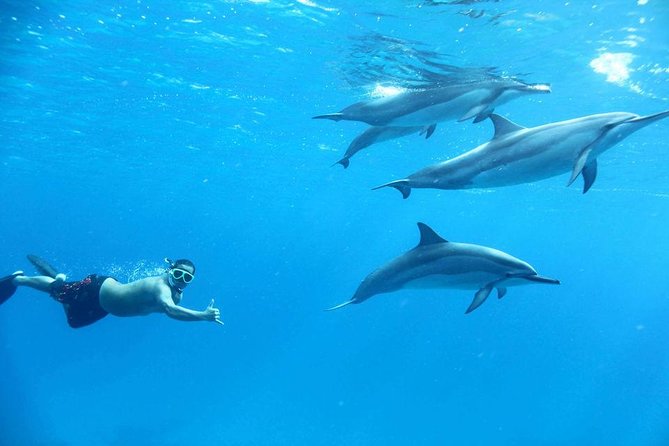 Dolphin House By Private Speed Boat & Drinks & Transfer-Hurghada - Drinks, Equipment, and What to Bring