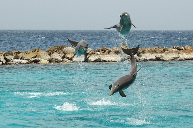 Dolphin House By Private Speed Boat & Drinks & Transfer-Hurghada - Is $50 Good Value?
