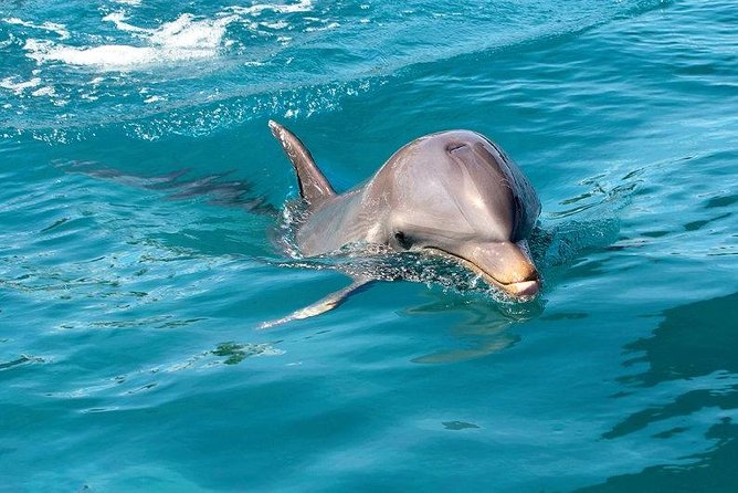 Dolphin House Royal sea Trip Luxury Boat With Transfer - Hurghada - Key points to know before booking
