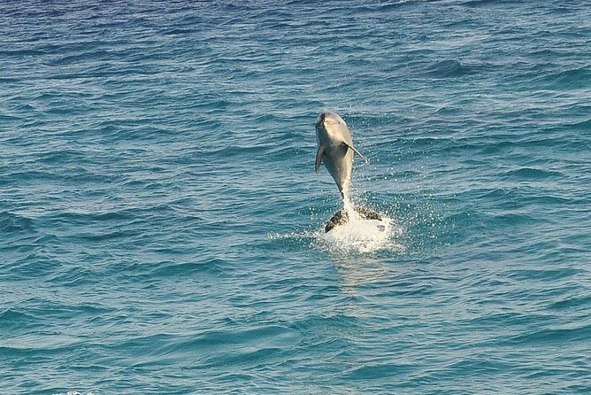 Dolphin House Royal sea Trip Luxury Boat With Transfer - Hurghada - Setting out from Hurghada at 8:00 am