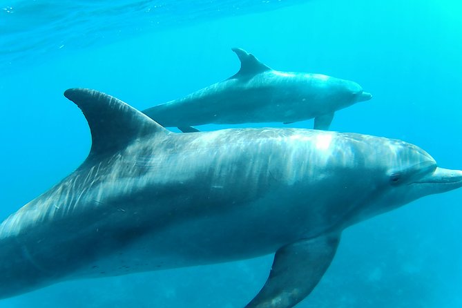 Dolphin House Royal sea Trip Luxury Boat With Transfer - Hurghada - Two snorkel stops over Red Sea coral