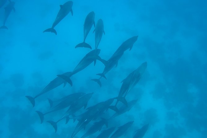 Dolphin House Royal sea Trip Luxury Boat With Transfer - Hurghada - Lunch, drinks, and a relaxed middle of the day