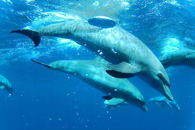 Dolphin House Royal sea Trip Luxury Boat With Transfer - Hurghada - What the $22 price really covers