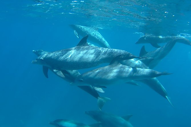 Dolphin House Royal sea Trip Luxury Boat With Transfer - Hurghada - Who will get the most from this day