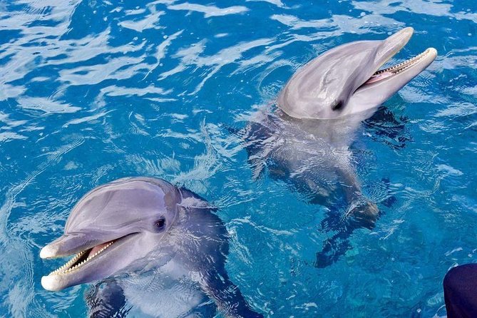 Dolphin House Royal Sea Trip Water Sports W/Transfer - HURGHADA - Lunch, coffee, tea, and drinks on board