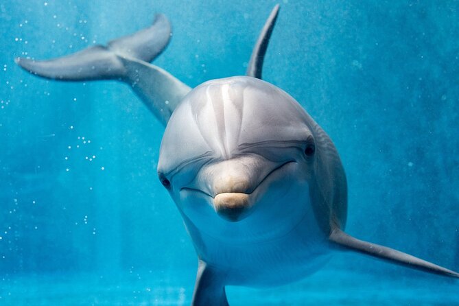 Dolphin House Royal Sea Trip Water Sports W/Transfer - HURGHADA - Who should book this Hurghada sea trip?