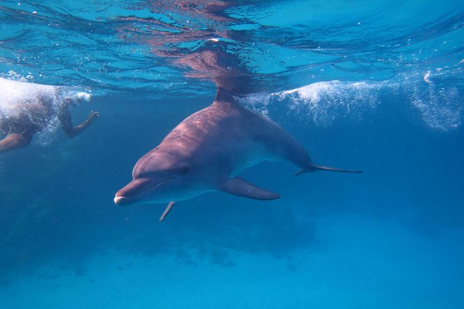 Dolphin House Royal Sea Trip Water Sports W/Transfer - HURGHADA - The dolphin encounter: exciting, but not guaranteed