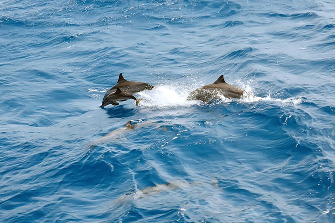 Dolphin House Royal VIP Special Day Snorkeling Sea Trip With Lunch - Hurghada - Reaching Dolphin House on the open Red Sea