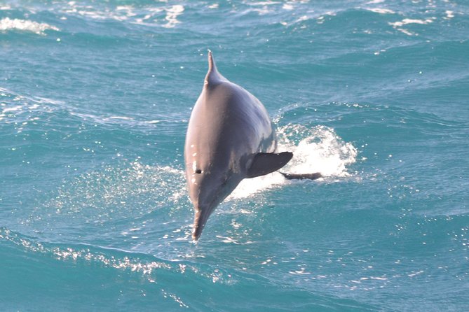 Dolphin House Royal VIP Special Day Snorkeling Sea Trip With Lunch - Hurghada - What the $16 price really means