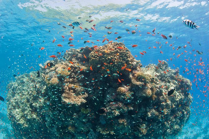 Dolphin House Royal VIP Special Day Snorkeling Sea Trip With Lunch - Hurghada - Group size, timing, and what to pack