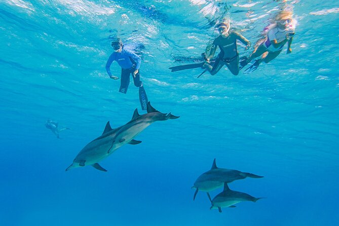 Dolphin House Samadai Reef Boat Snorkeling Trip from Marsa Alam - Reaching Dolphin House from Marsa Alam