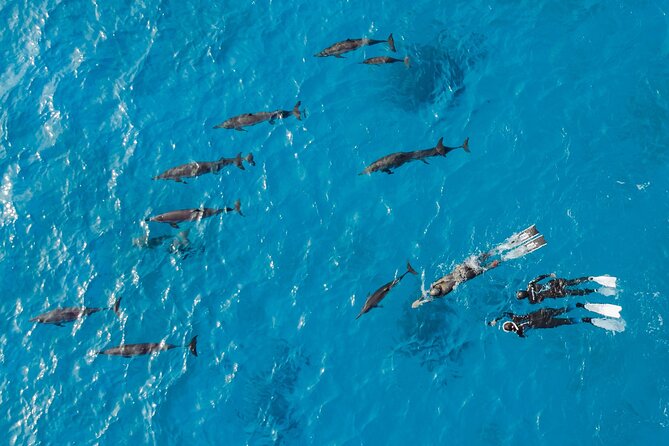 Dolphin House Samadai Reef Boat Snorkeling Trip from Marsa Alam - The guides and crew make a real difference