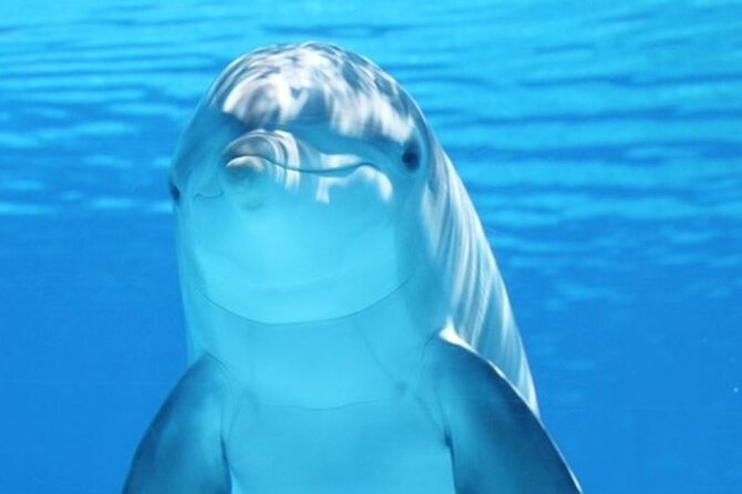 Dolphin House Snorkel & Water Fun Activity with Lunch - Hurghada - Key points to know before you book