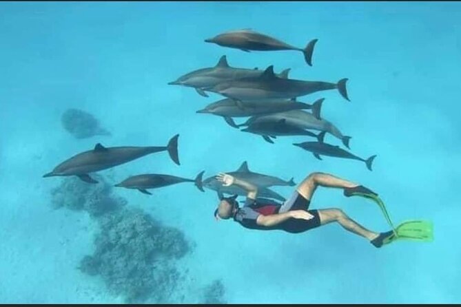 Dolphin House Snorkel & Water Fun Activity with Lunch - Hurghada - A full Red Sea day from Hurghada
