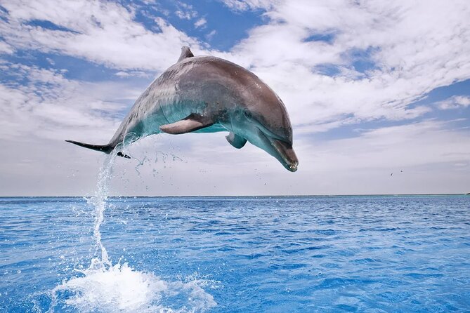 Dolphin House Snorkel & Water Fun Activity with Lunch - Hurghada - Lunch, drinks, and time between swims