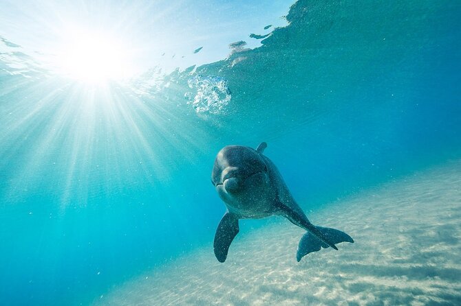 Dolphin House Snorkel & Water Fun Activity with Lunch - Hurghada - What the low price really means