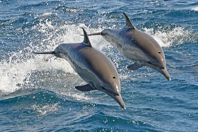 Dolphin House Snorkeling Sea Trip, Water Sport , Lunch - Hurghada - Why Dolphin House is the star of the day