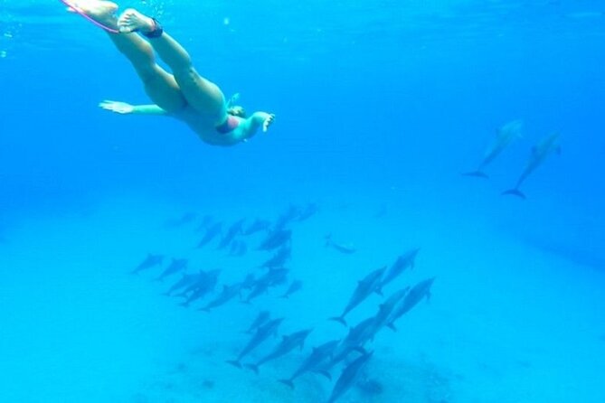 Dolphin House Snorkeling Sea Trip, Water Sport , Lunch - Hurghada - What the $5 price really covers