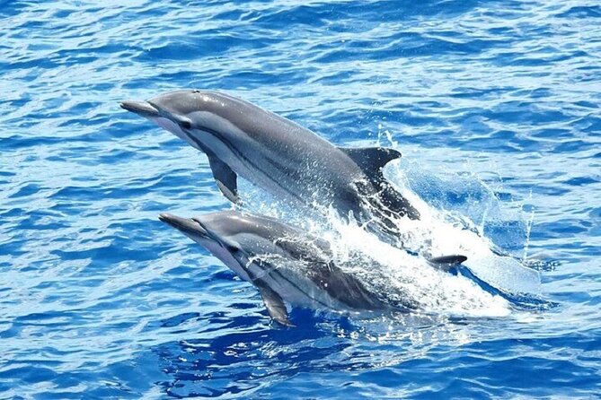 Dolphin House Snorkeling Trip + Water Sport With Lunch - Hurghada - A full morning at sea from Hurghada