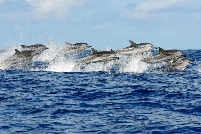 Dolphin House Snorkeling Trip + Water Sport With Lunch - Hurghada - Water sports keep the day from becoming repetitive