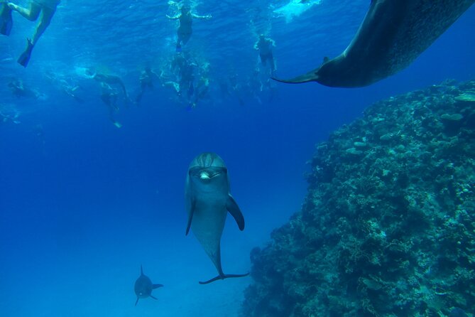 Dolphin House Snorkeling Trip + Water Sport With Lunch - Hurghada - The main operational warning: confirm the destination