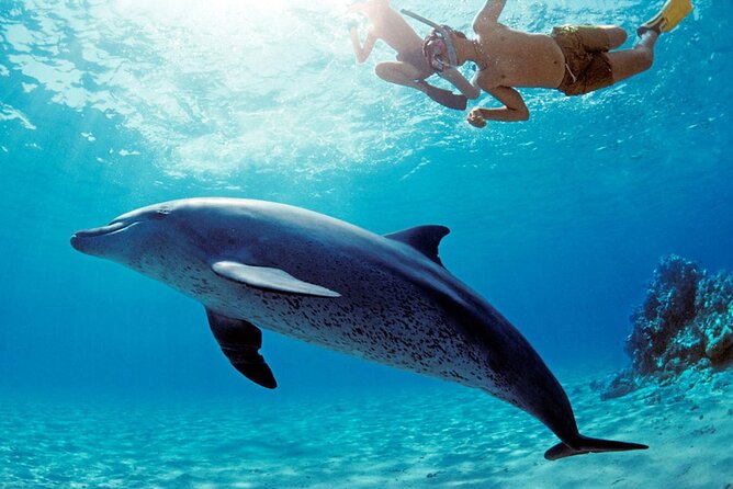 Dolphin House Snorkeling,Water Sports, Lunch & Transfer- Hurghada - Key points to know before booking
