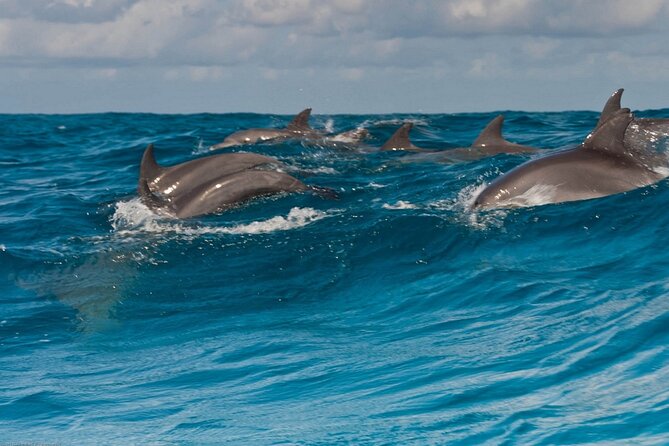 Dolphin House Snorkeling,Water Sports, Lunch & Transfer- Hurghada - The morning pickup from Hurghada
