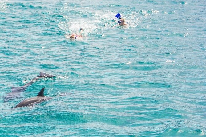 Dolphin House Snorkeling,Water Sports, Lunch & Transfer- Hurghada - Dolphin spotting and marine life