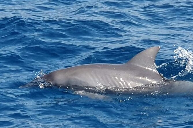 Dolphin House Snorkeling,Water Sports, Lunch & Transfer- Hurghada - Lunch, tea, coffee, and time aboard