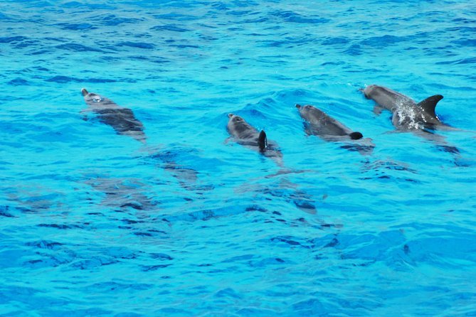 Dolphin house - What your 8:00 am start looks like