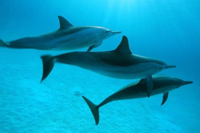 Dolphin Tour Banana Boat from Soma /Sahl Hasheesh/makadi/Safaga - At a glance: five details that shape the day