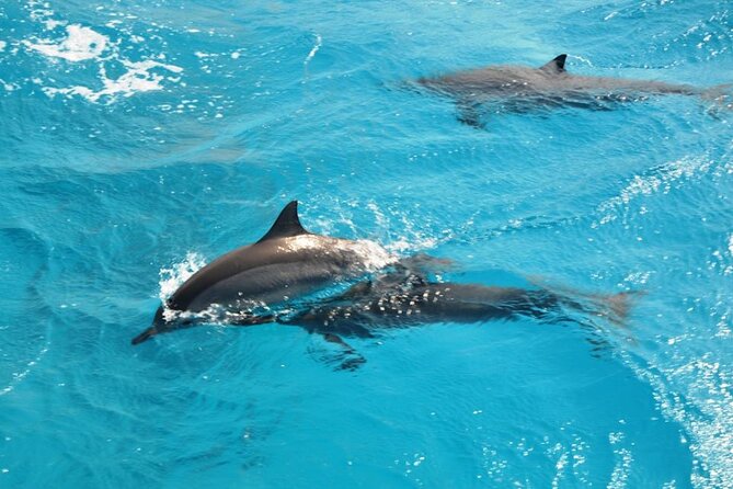 Dolphin Tour Banana Boat from Soma /Sahl Hasheesh/makadi/Safaga - Leaving your hotel for the Red Sea
