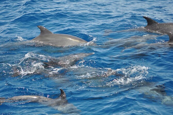 Dolphin Tour Banana Boat from Soma /Sahl Hasheesh/makadi/Safaga - Three reef stops and the Red Sea underwater world