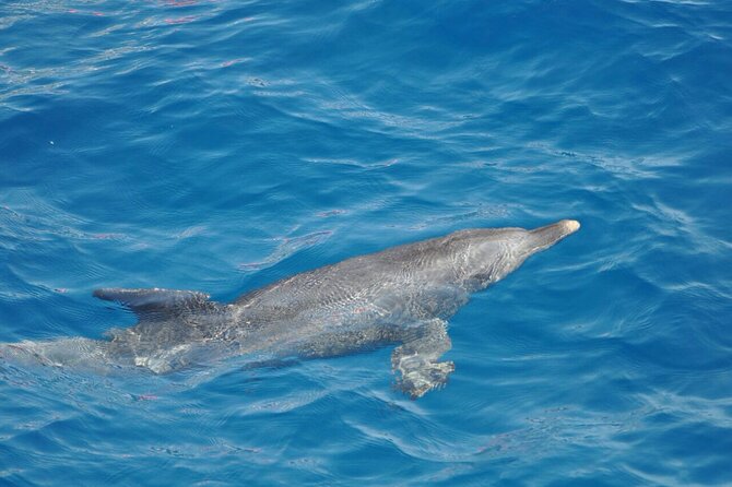 Dolphin Tour Banana Boat from Soma /Sahl Hasheesh/makadi/Safaga - Banana boats, sofa rides, and weather limits